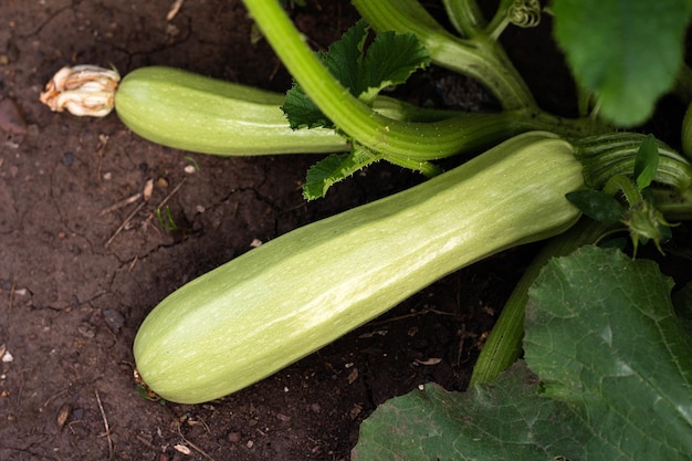 Fresh zucchini grows in the garden