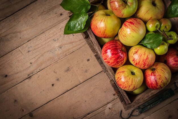 Freshly  apples in an old vintage wooden crate 