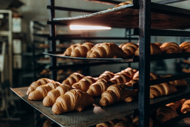 Freshly baked croissants in the baking oven