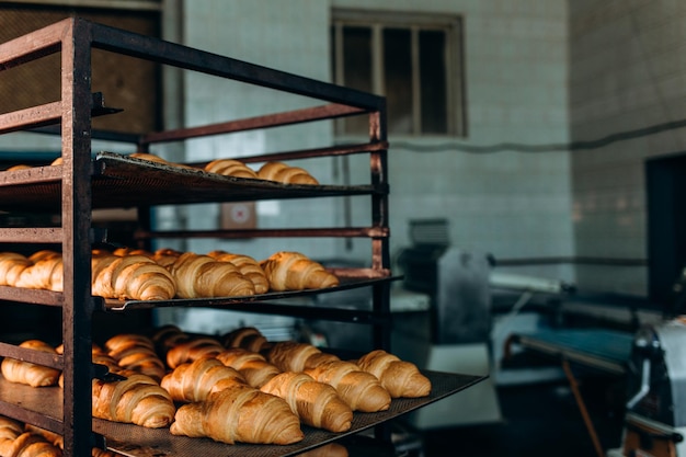 Freshly baked croissants in the baking oven