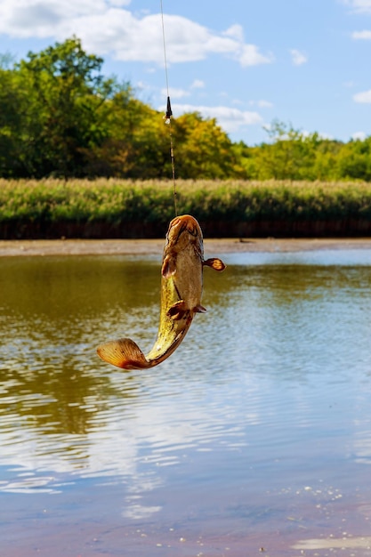 朝の魚市場で椰子の葉で獲れたてのナマズ