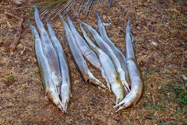 Photo freshly caught fish madagascar