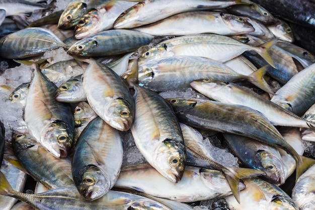 Freshly caught mackerel on ice 