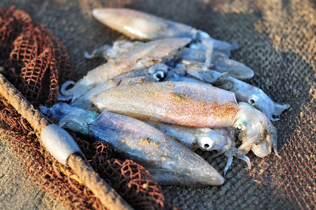 Свеже уловленный кальмар в сетях на песке, конец-вверх. Утренний улов рыбаков. Морепродукты, продукты, богатые белком.
