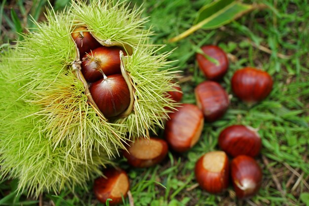 Freshly chestnuts in curls