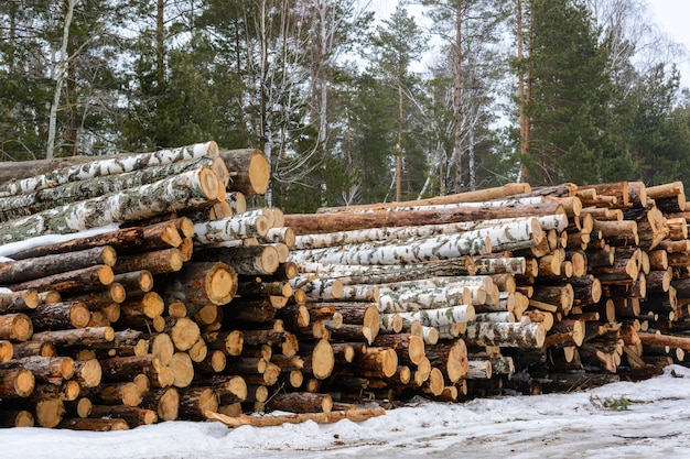 Freshly chopped pine and birch tree logs stacked up on top of each other in a pile. Harvest of timber in the winter. Firewood is a renewable energy source. Wood industry.