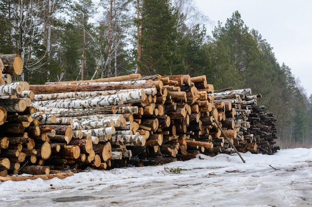 Freshly chopped pine and birch tree logs stacked up on top of each other in a pile. Harvest of timber in the winter. Firewood is a renewable energy source. Wood industry.