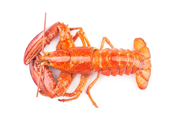 A freshly cooked Boston lobster