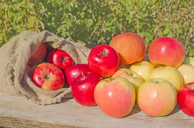 Freshly cropped rustic orchard apples in burlap sack