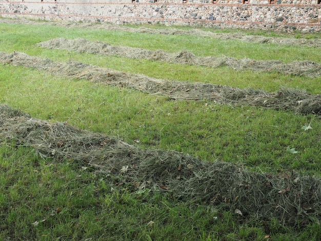 Freshly cut hay