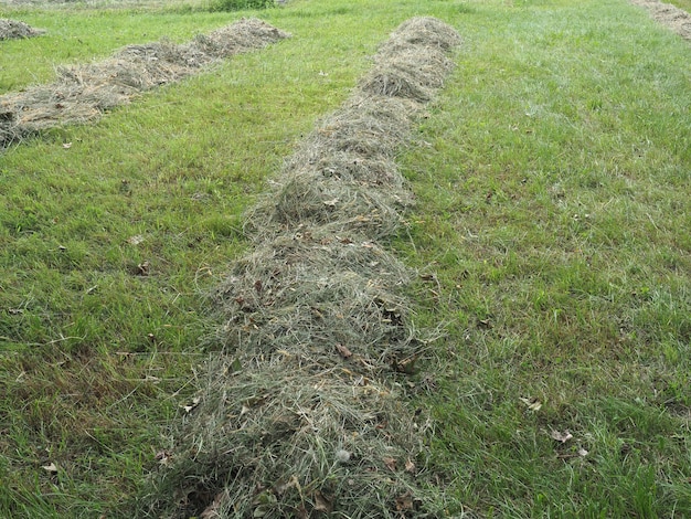 Freshly cut hay