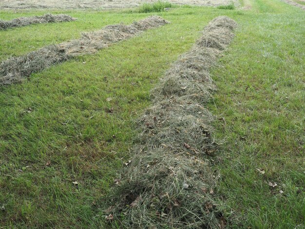 Freshly cut hay