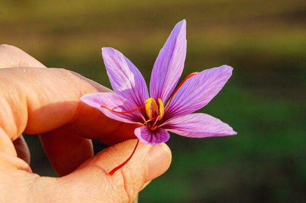 Fiore di zafferano appena tagliato in mano dell'uomo. fiore viola del croco con stami rossi.