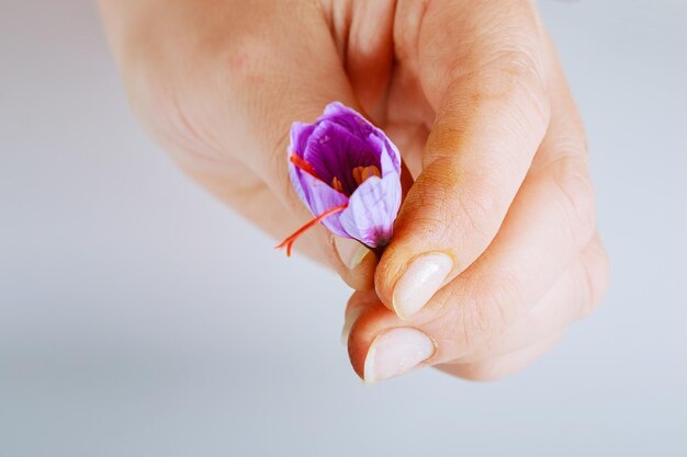 Freshly cut saffron flower in a woman hand.