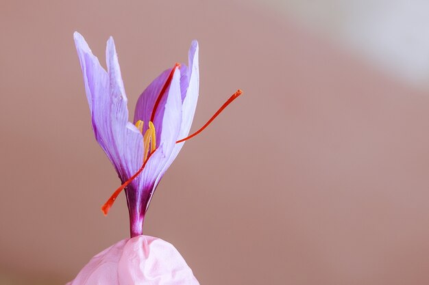 Fiore di zafferano appena tagliato in una mano di donna.