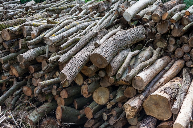 Freshly cut wood on the edge of a forest