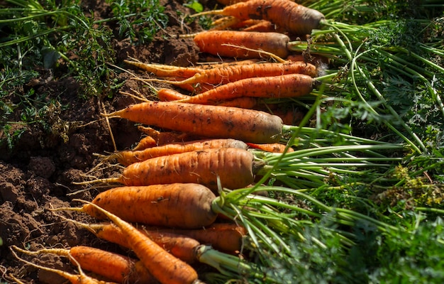 Freshly dug carrots with the tops on the ground Large juicy unwashed carrots in a field on the groun