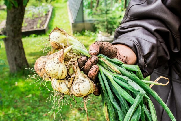 手で掘りたてのタマネギの球根。トップと新鮮な球根。菜園 ag のタマネギ プランテーション