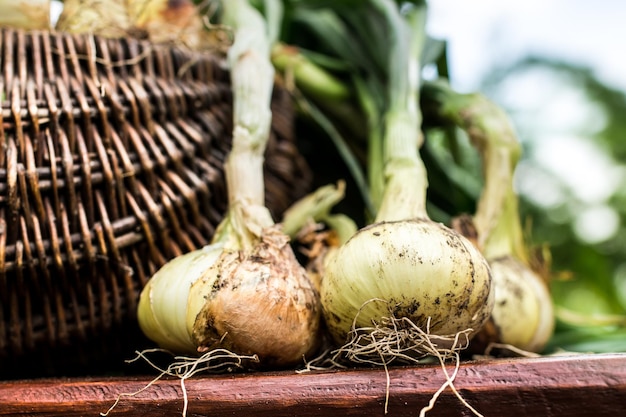 Freshly dug onion bulbs on the wood. Vegetable garden agriculture. Onion stored in basket