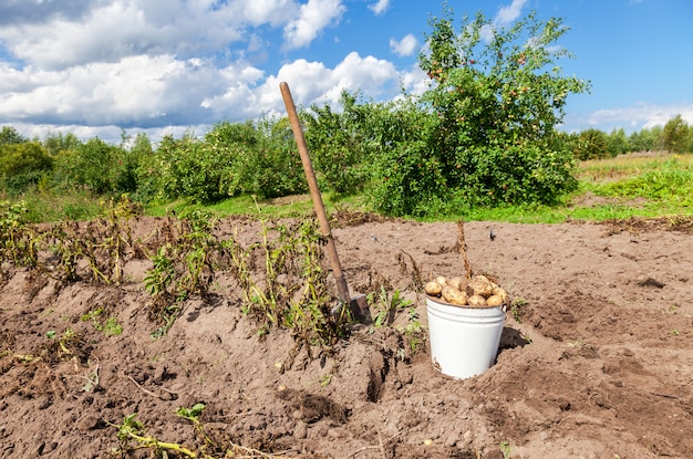 Foto patate di recente scavate in secchio e pala di metallo all'orto nel giorno soleggiato