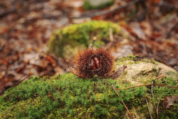 Freshly fallen chestnuts from the tree