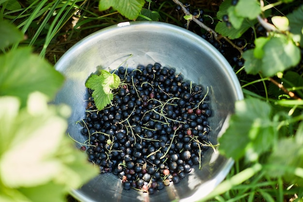 Freshly gathered organic black currants in bowl in home garden bush harvest of berry