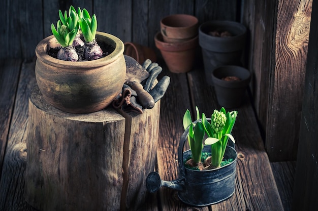 A freshly grown green crocus and old clay pots