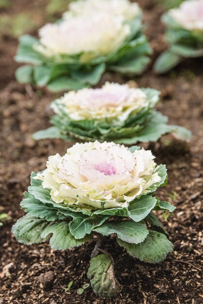 Freshly harvested cabbage