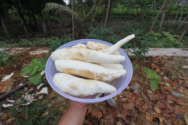 Freshly harvested cassava is immediately peeled from the skin