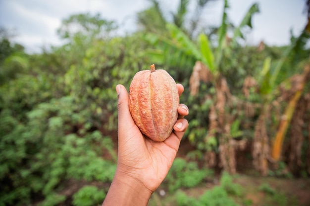 Baccello di cacao appena raccolto in una piantagione di theobroma cacao in africa