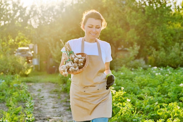 Photo freshly harvested garlic in the hands of woman farmer gardener