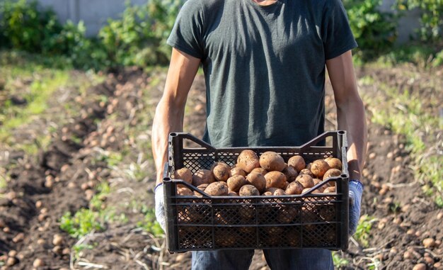 Freshly harvested organic potato harvest Farmer in garden