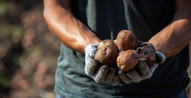 Freshly harvested organic potato harvest Farmer in garden