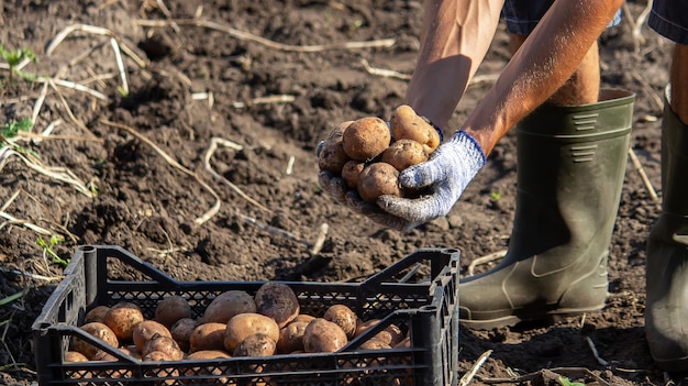 Photo freshly harvested organic potato harvest farmer in garden