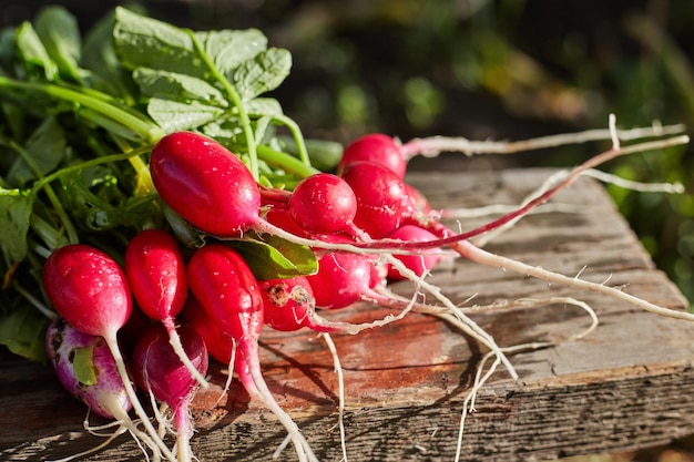 Freshly harvested purple colorful radish