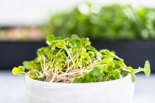 Freshly harvested radish microgreens in a bowl.