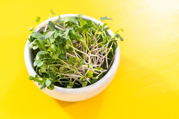 Freshly harvested radish microgreens in a bowl