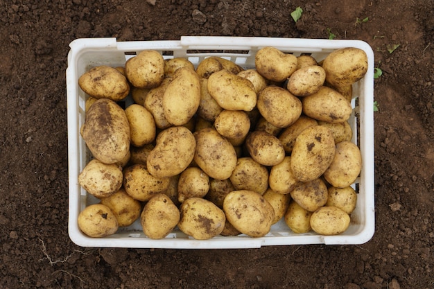 Фото Свежеубранный сырой картофель в пластиковой коробке на плодородной почве