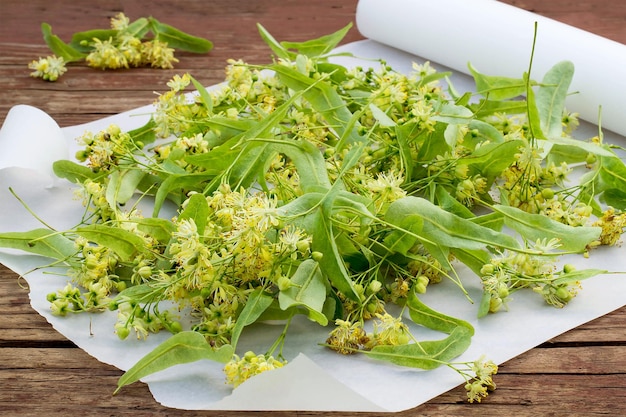 写真 乾燥と漢方薬のための新鮮なリンデンの花