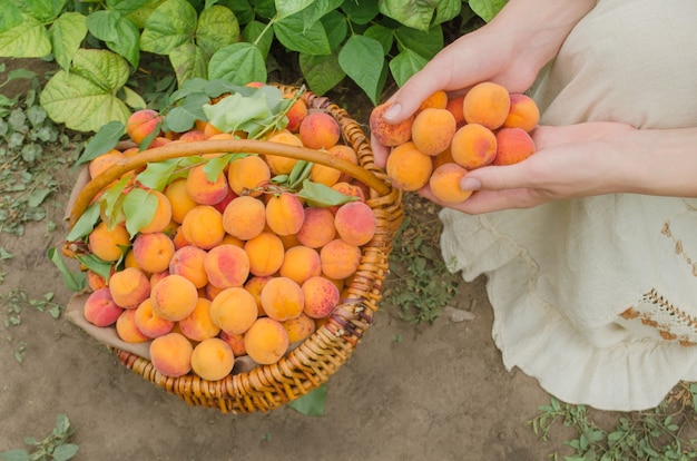 Свежесобранные абрикосовые фрукты. Абрикосы в корзине