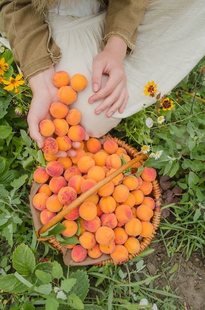 Freshly picked apricot fruit. Apricots in basket