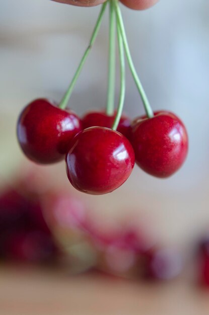 freshly picked bright sweet red cherries held in the air