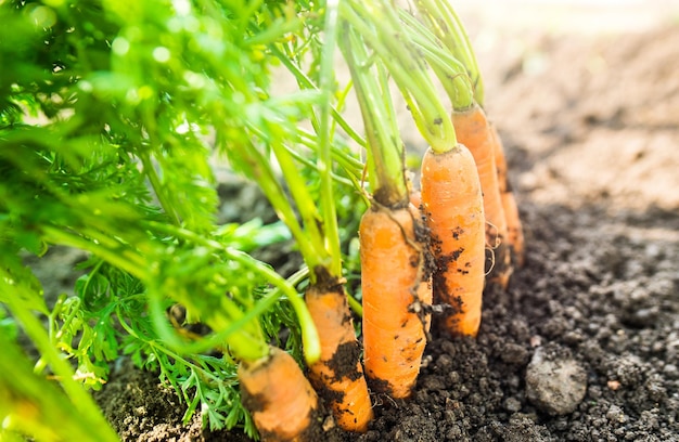 Freshly picked carrots from the ground. Carrots leaning on a pitchfork. Gardening in the village.