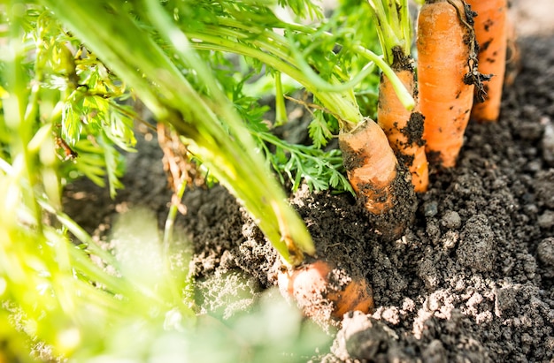 Freshly picked carrots from the ground. Carrots leaning on a pitchfork. Gardening in the village.