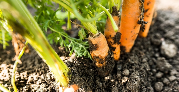 Freshly picked carrots from the ground. Carrots leaning on a pitchfork. Gardening in the village.