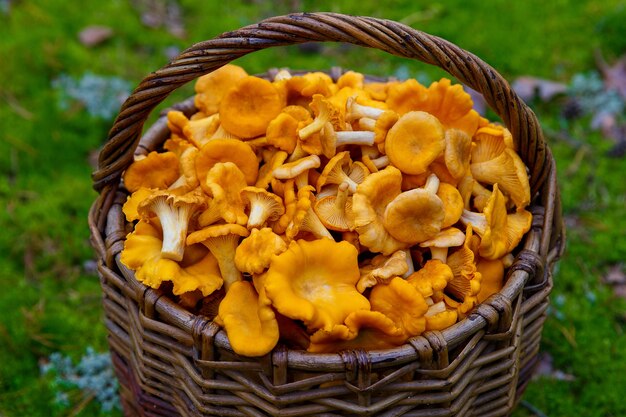 Photo freshly picked chanterelle mushrooms in a wicker basket in a forest glade