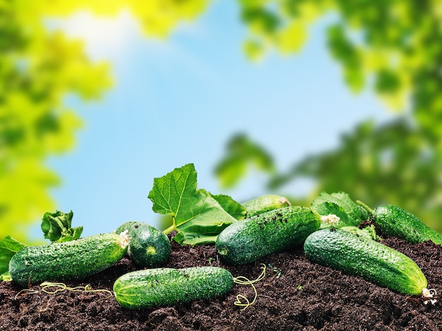 Freshly picked cucumbers on the ground   