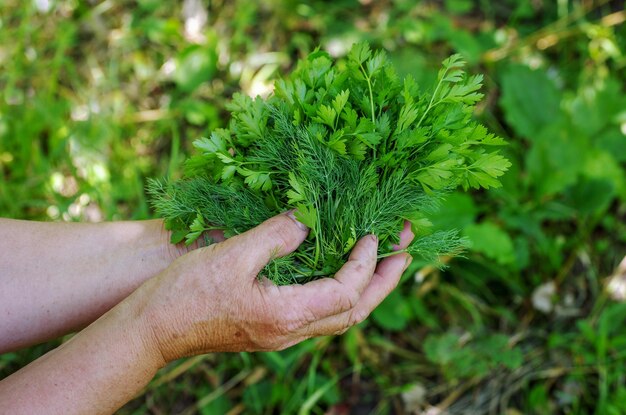 Freshly picked farm parsley and dill in the hands Selective focus