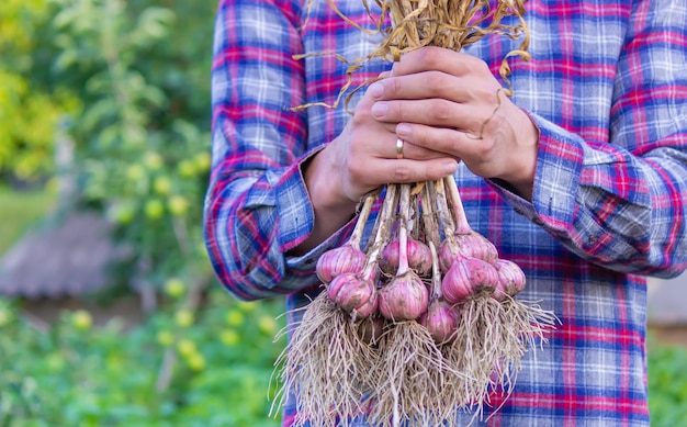 Foto aglio appena raccolto nelle mani di un contadino prodotto ecologico