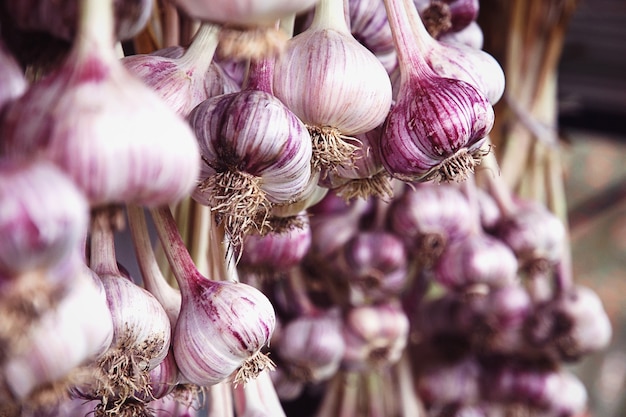 Freshly picked garlic hanging in bundles